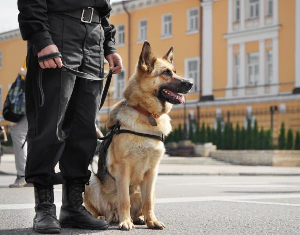 Security-Dogs-At-County-Enforcement