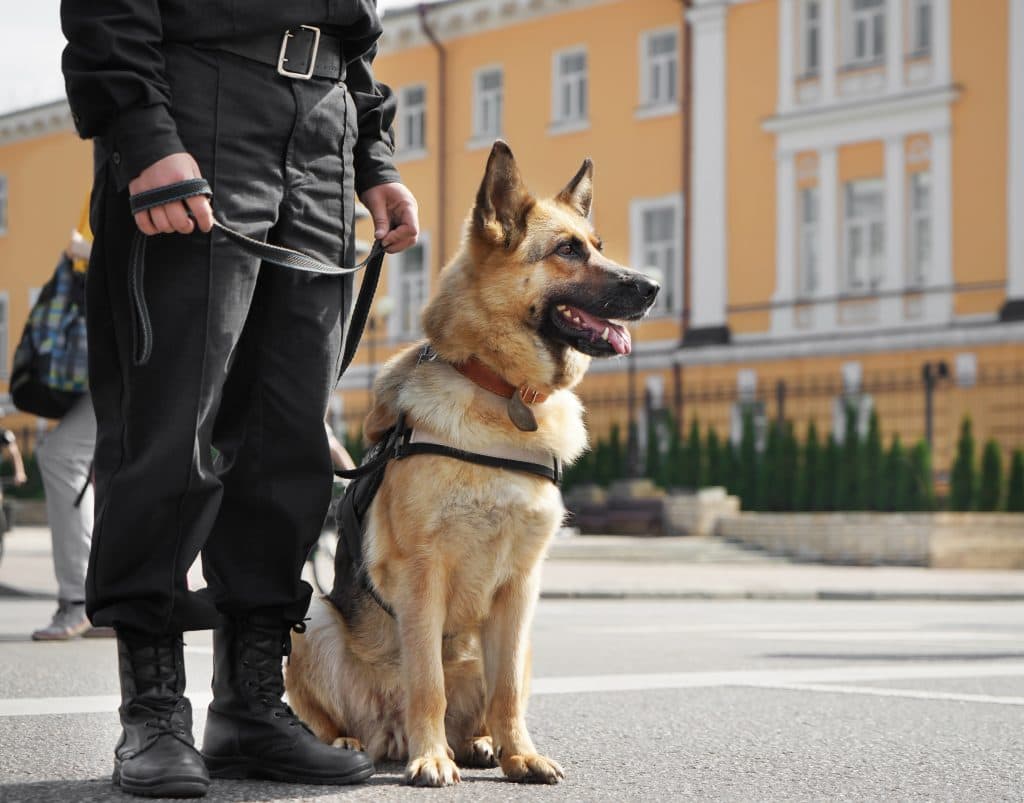 Security-Dogs-At-County-Enforcement
